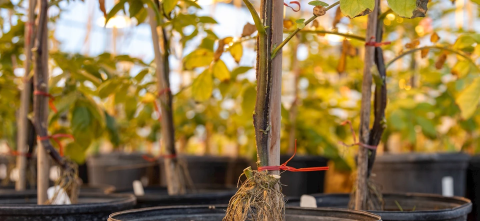 Potato plants in pots